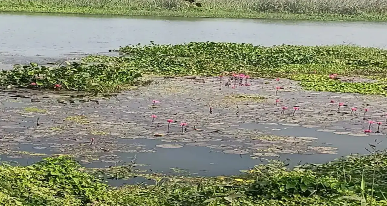 জলজ আগাছাই এখন সোনার খনি! কচুরিপানায় বাজিমাত, বাঁকুড়ার মহিলাদের হাতে স্বনির্ভরতার নতুন দিশা
