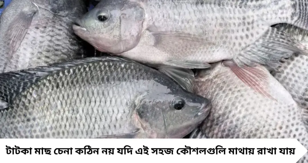 টাটকা না বাসি? বাজারের মাছ কেনার আগে দেখুন এই ৬ সহজ কৌশল, প্রতারণা এড়ান সহজেই
