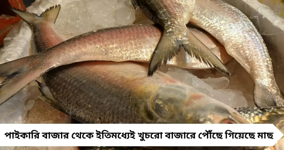 পয়লা বৈশাখে ইলিশের জোয়ার! হাওড়া বাজারে বড় পেটির মাছ, দামও থাকছে নাগালের মধ্যে
