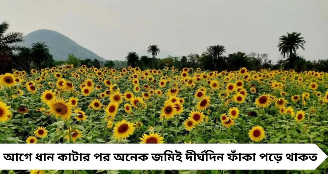 ধানের পর সূর্যমুখী! Purulia-র মাঠে ‘ডবল লাভ’-এর চমক, বদলে যাচ্ছে চাষের ছবি
