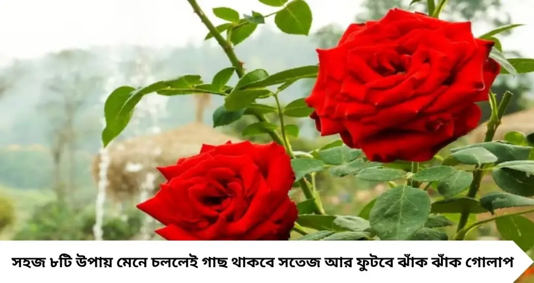 গরমে নেতিয়ে পড়ছে গোলাপ গাছ? এই ৮ টোটকাতেই ফিরবে প্রাণ, টব ভরে ফুটবে বড় বড় ফুল
