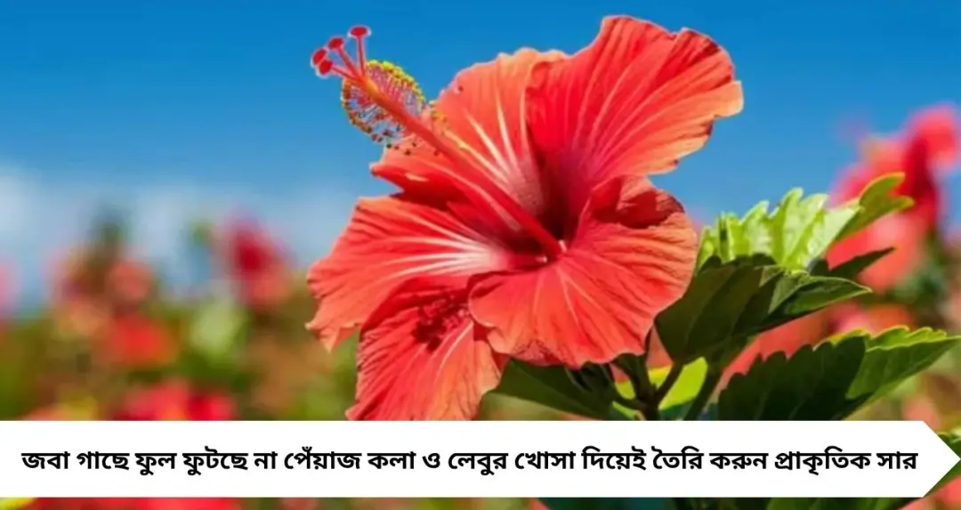 রান্নাঘরের জিনিসেই ফুটবে লাল জবা! পেঁয়াজ-কলার খোসার ম্যাজিক ফর্মুলায় টব ভরে ফুল
