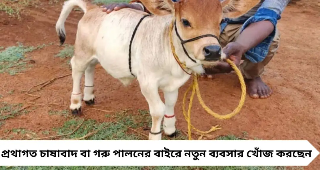 ২ ফুটের ‘মিনি গরু’তেই লাখপতি থেকে কোটিপতি! পুঙ্গনুর পালনেই খুলছে ব্যবসার নতুন দরজা
