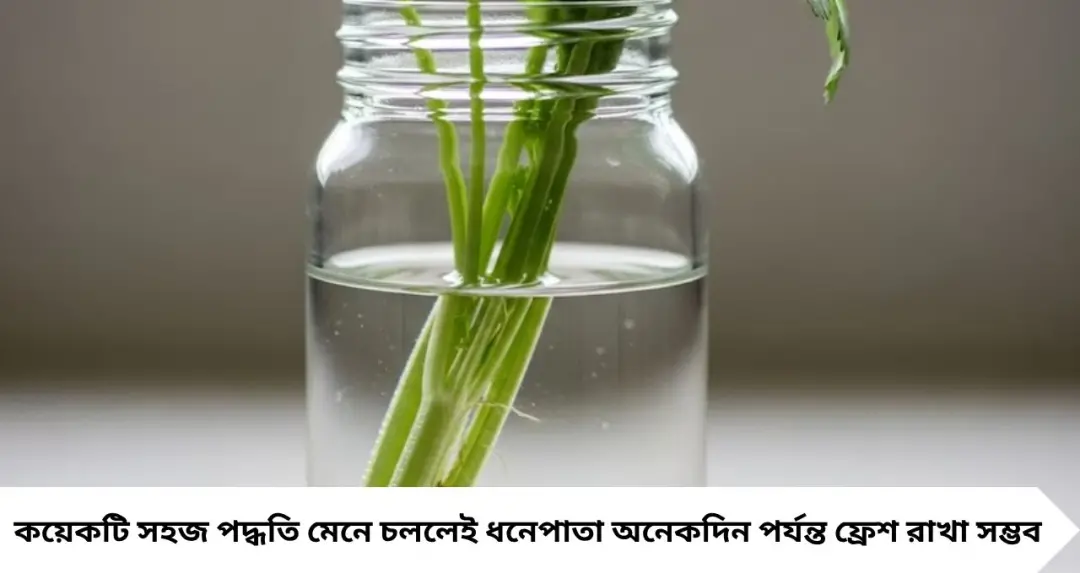 গরমেও টাটকা থাকবে ধনেপাতা! এই ‘ছোট্ট’ ট্রিক জানলেই ১০-১২ দিন ফ্রেশ, আর পচবে না একটাও পাতা
