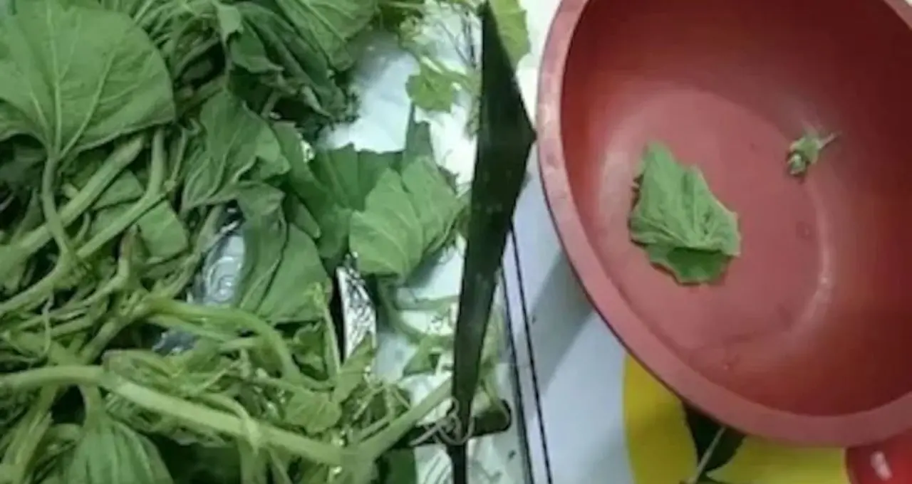 Saag to control Heart Disease: সস্তার লাউ পাতাতেই কোলেস্টেরল কাবু! হার্ট, গাঁটের ব্যথা ও কোষ্ঠকাঠিন্যে দারুণ উপকার
