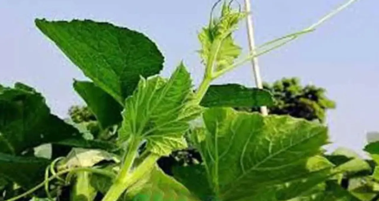 Saag to control Heart Disease: সস্তার লাউ পাতাতেই কোলেস্টেরল কাবু! হার্ট, গাঁটের ব্যথা ও কোষ্ঠকাঠিন্যে দারুণ উপকার
