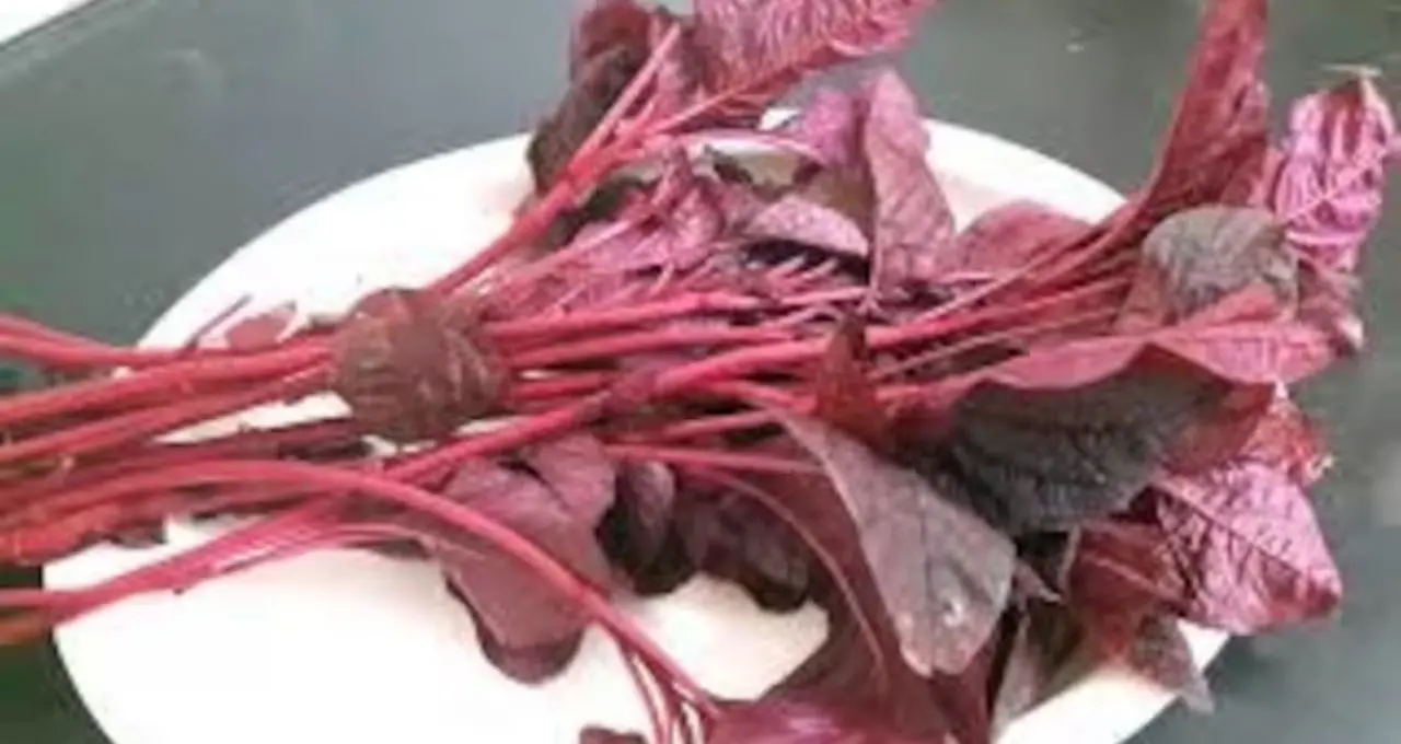 লালশাক খাওয়ার আগে সতর্ক হোন! উপকারের পাশাপাশি কার জন্য বিপজ্জনক এই ‘সুপারফুড’?
