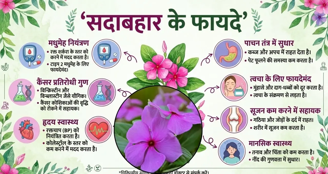 
गर्मियों में नाक से खून रोकने में कारगर सदाबहार, जानें इसके 5 बड़े आयुर्वेदिक फायदे