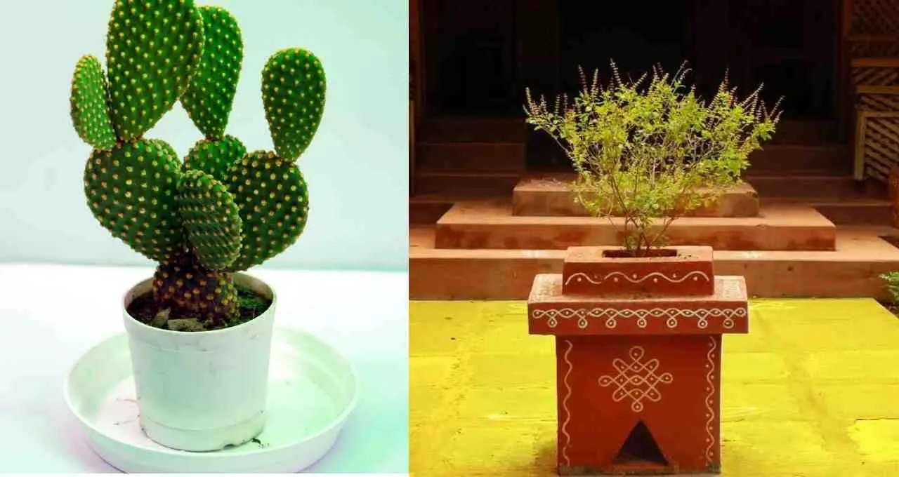 Vastu Tips for Tulsi Plant: तुलसी के पास किन पौधों से बचना चाहिए, जानें नियम