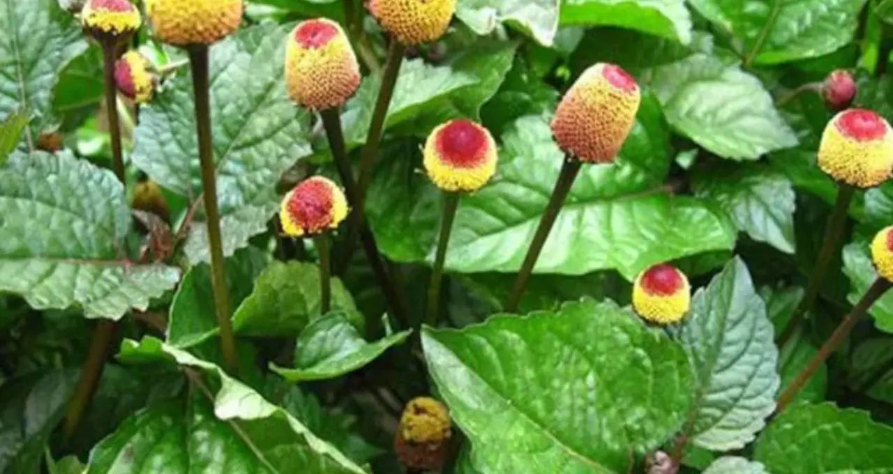 Male Health Tips: শুক্রাণু বাড়াতে ‘ম্যাজিক’ বুনো ফুল! গাঁটের ব্যথা থেকে জিভের ঘা—আকাকরার গুণে মিলবে আরাম
