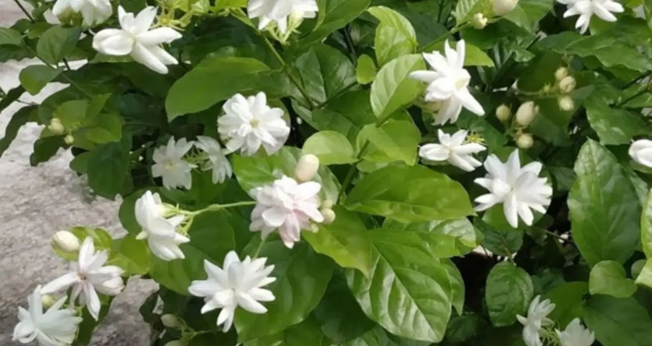Belphul Gardening Tips: ২ ঘুঁটে, সবজির খোসা আর সামান্য শ্যাম্পুতেই ম্যাজিক! বেলফুলে ভরে উঠবে টব, সুগন্ধে মাতোয়ারা হবে বাগান
