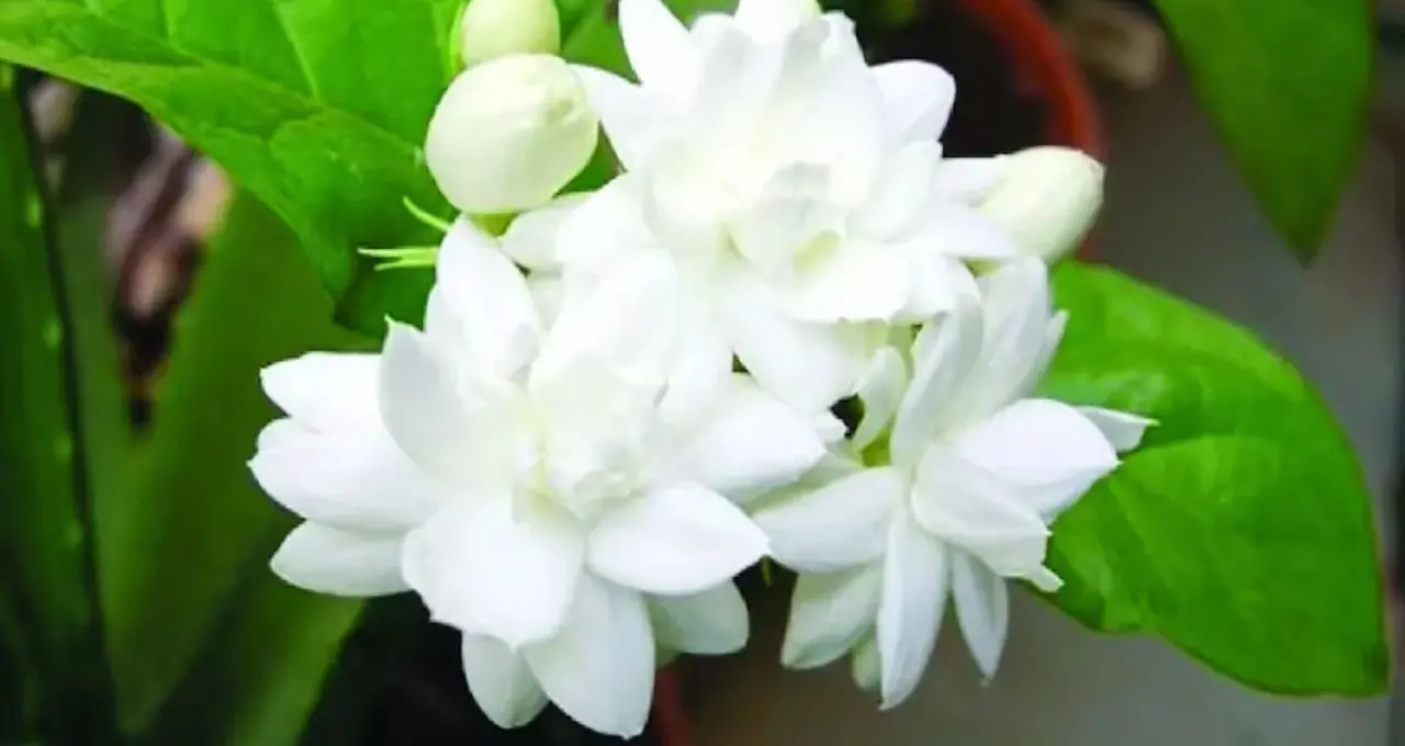 Belphul Gardening Tips: ২ ঘুঁটে, সবজির খোসা আর সামান্য শ্যাম্পুতেই ম্যাজিক! বেলফুলে ভরে উঠবে টব, সুগন্ধে মাতোয়ারা হবে বাগান
