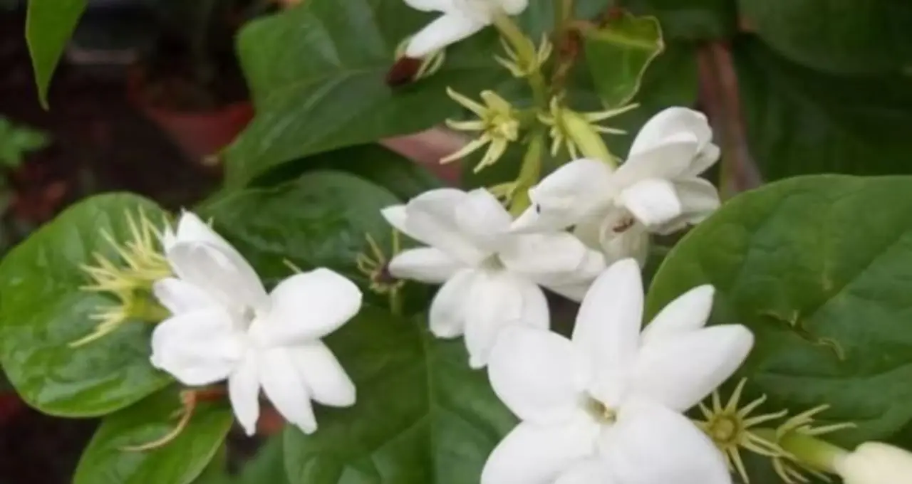 Belphul Gardening Tips: ২ ঘুঁটে, সবজির খোসা আর সামান্য শ্যাম্পুতেই ম্যাজিক! বেলফুলে ভরে উঠবে টব, সুগন্ধে মাতোয়ারা হবে বাগান
