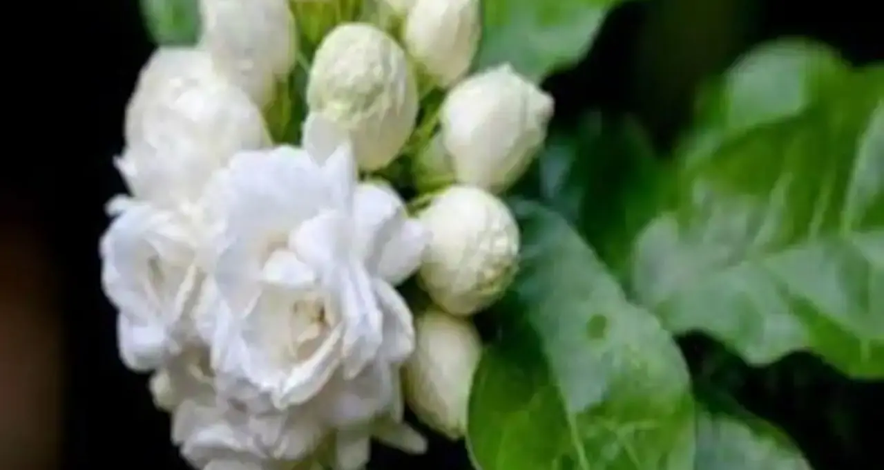Belphul Gardening Tips: ২ ঘুঁটে, সবজির খোসা আর সামান্য শ্যাম্পুতেই ম্যাজিক! বেলফুলে ভরে উঠবে টব, সুগন্ধে মাতোয়ারা হবে বাগান
