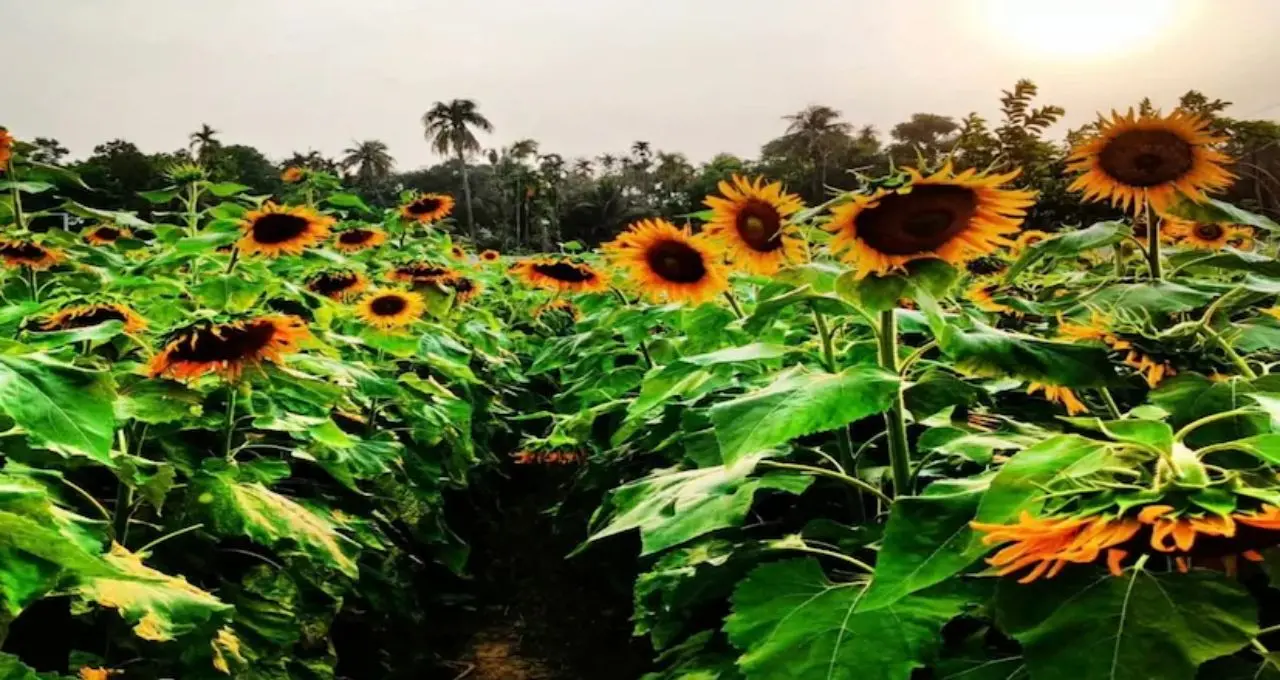 সূর্যমুখীর রঙে মোড়া Basirhat! ঘোষ বাড়ির বাগানে ভিড় বাড়ছে পর্যটকদের
