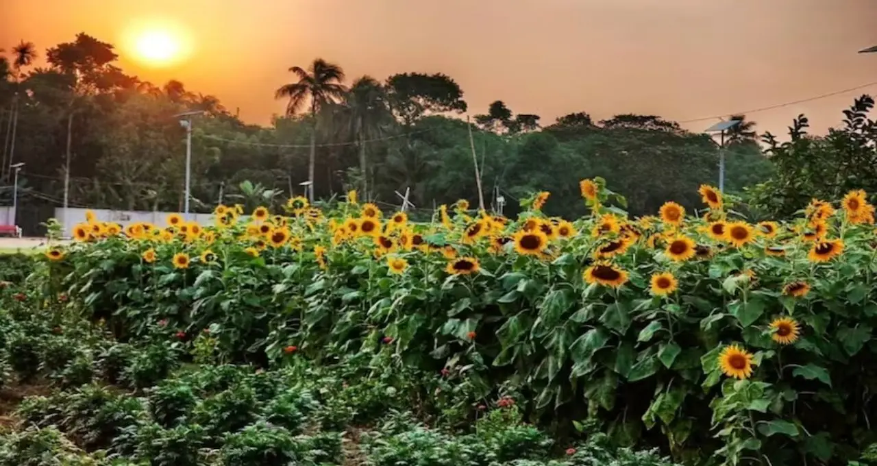 সূর্যমুখীর রঙে মোড়া Basirhat! ঘোষ বাড়ির বাগানে ভিড় বাড়ছে পর্যটকদের
