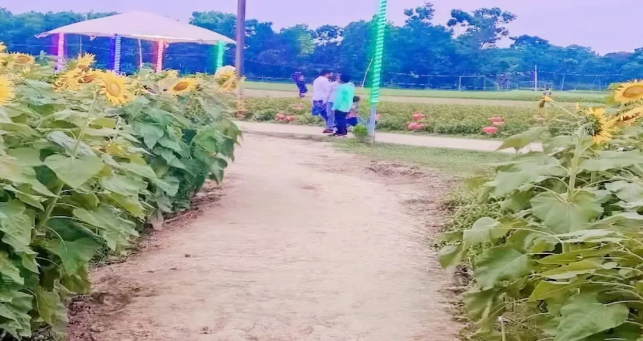 সূর্যমুখীর রঙে মোড়া Basirhat! ঘোষ বাড়ির বাগানে ভিড় বাড়ছে পর্যটকদের
