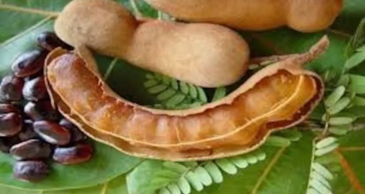 GK চ্যালেঞ্জ: টক প্রেমীদের প্রশ্ন! ভারতের কোন রাজ্যে সবচেয়ে বেশি তেঁতুল উৎপন্ন হয় জানেন?