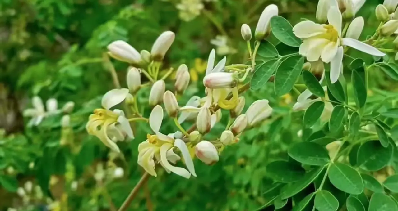 Sojne or Moringa In Blood Sugar: ডায়াবেটিসে সজনে খাওয়া কি নিরাপদ? সত্যিটা জানলে অবাক হবেন!
