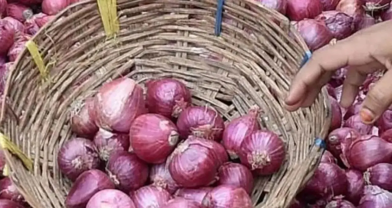 Onion Storage Tips: বছরজুড়ে টাটকা পেঁয়াজ! না পচিয়ে রাখার দেশি কৌশল জানলে বাঁচবে হাজার টাকার ক্ষতি
