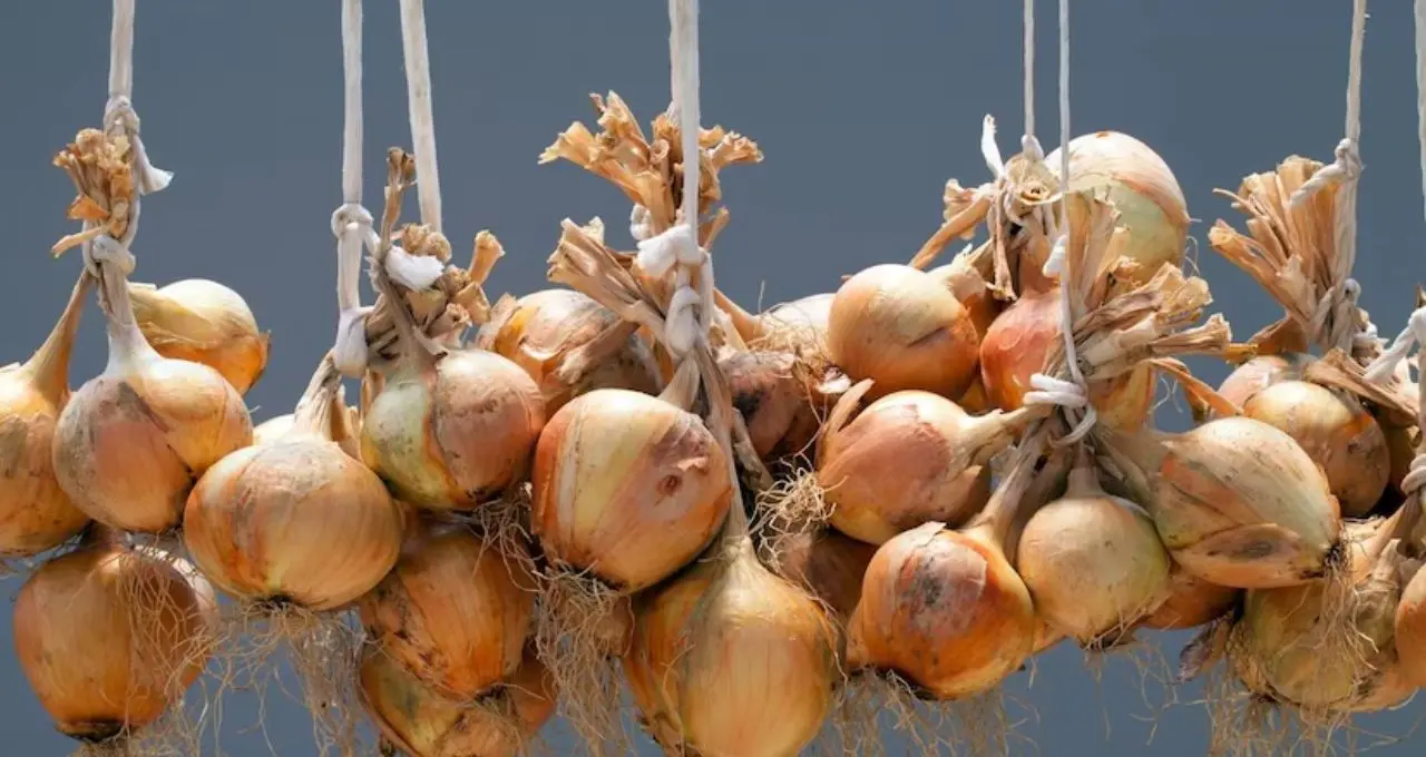 Onion Storage Tips: বছরজুড়ে টাটকা পেঁয়াজ! না পচিয়ে রাখার দেশি কৌশল জানলে বাঁচবে হাজার টাকার ক্ষতি
