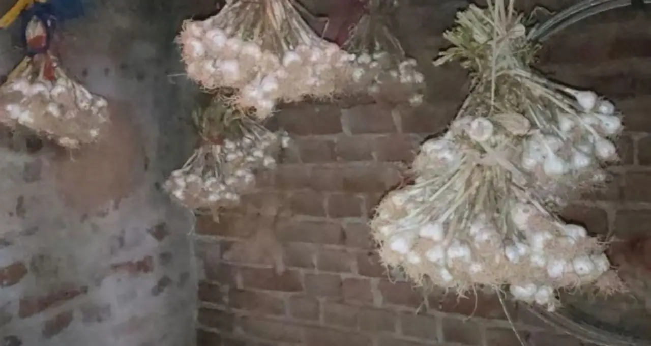 Onion Storage Tips: বছরজুড়ে টাটকা পেঁয়াজ! না পচিয়ে রাখার দেশি কৌশল জানলে বাঁচবে হাজার টাকার ক্ষতি
