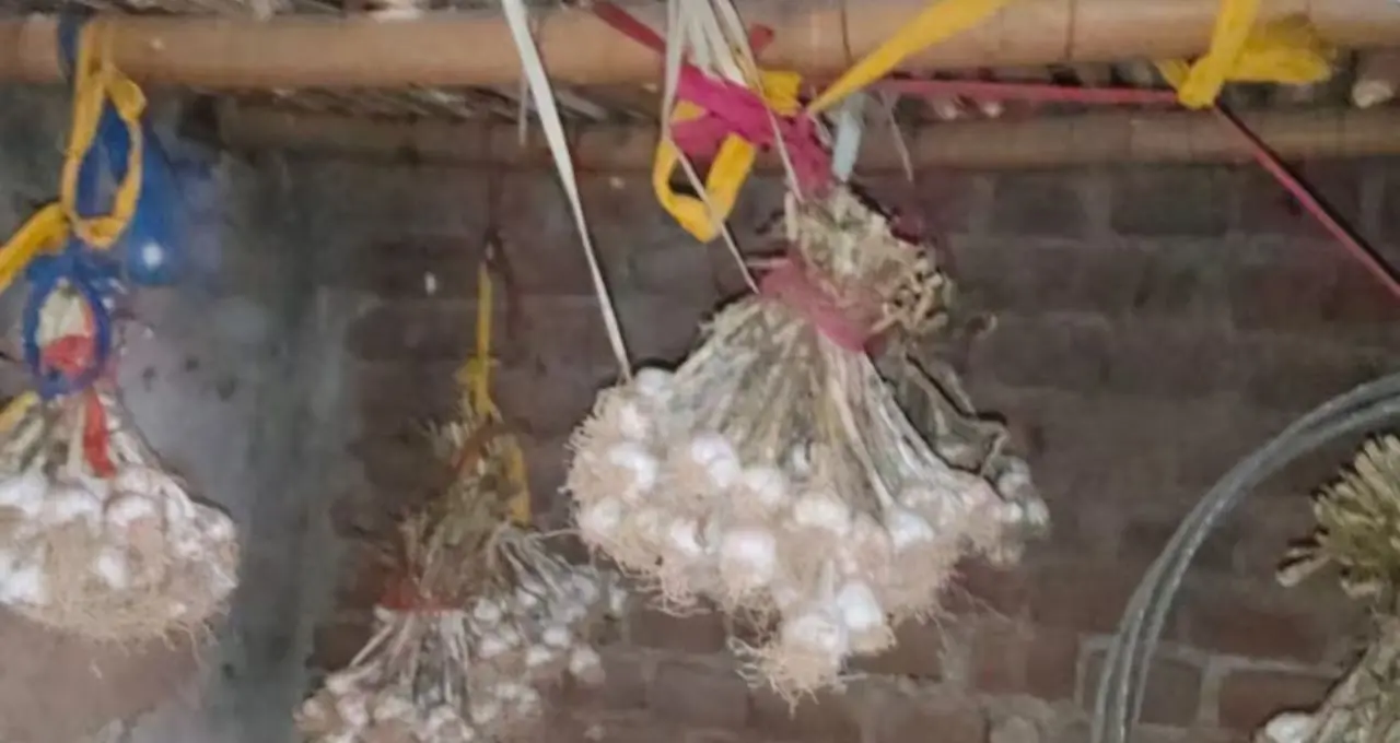 Onion Storage Tips: বছরজুড়ে টাটকা পেঁয়াজ! না পচিয়ে রাখার দেশি কৌশল জানলে বাঁচবে হাজার টাকার ক্ষতি
