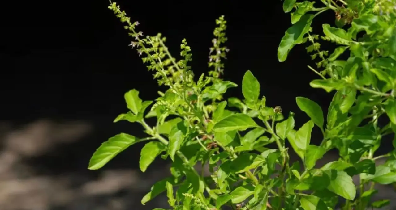 Tulsi Plant Gardening Tips: গরমে শুকোবে না তুলসী! গোড়ায় দিন ‘সবুজ’ মালচ, মাটিতে মেশান এই জিনিস

