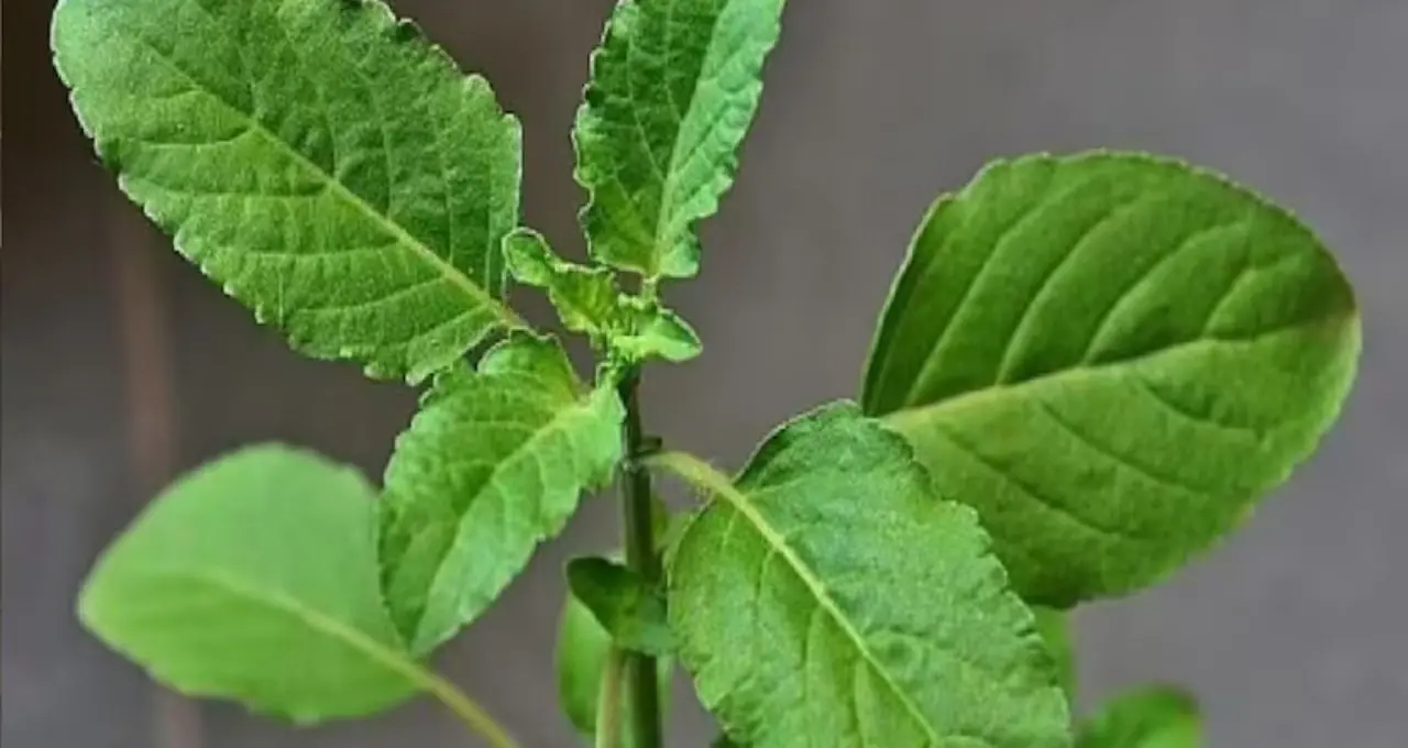 Tulsi Plant Gardening Tips: গরমে শুকোবে না তুলসী! গোড়ায় দিন ‘সবুজ’ মালচ, মাটিতে মেশান এই জিনিস
