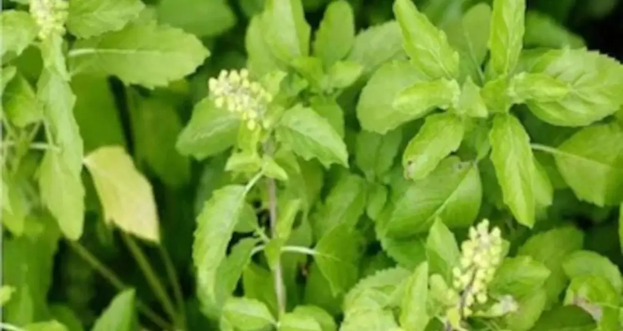 Tulsi Plant Gardening Tips: গরমে শুকোবে না তুলসী! গোড়ায় দিন ‘সবুজ’ মালচ, মাটিতে মেশান এই জিনিস
