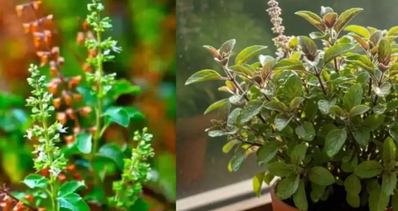 Tulsi Plant Gardening Tips: গরমে শুকোবে না তুলসী! গোড়ায় দিন ‘সবুজ’ মালচ, মাটিতে মেশান এই জিনিস
