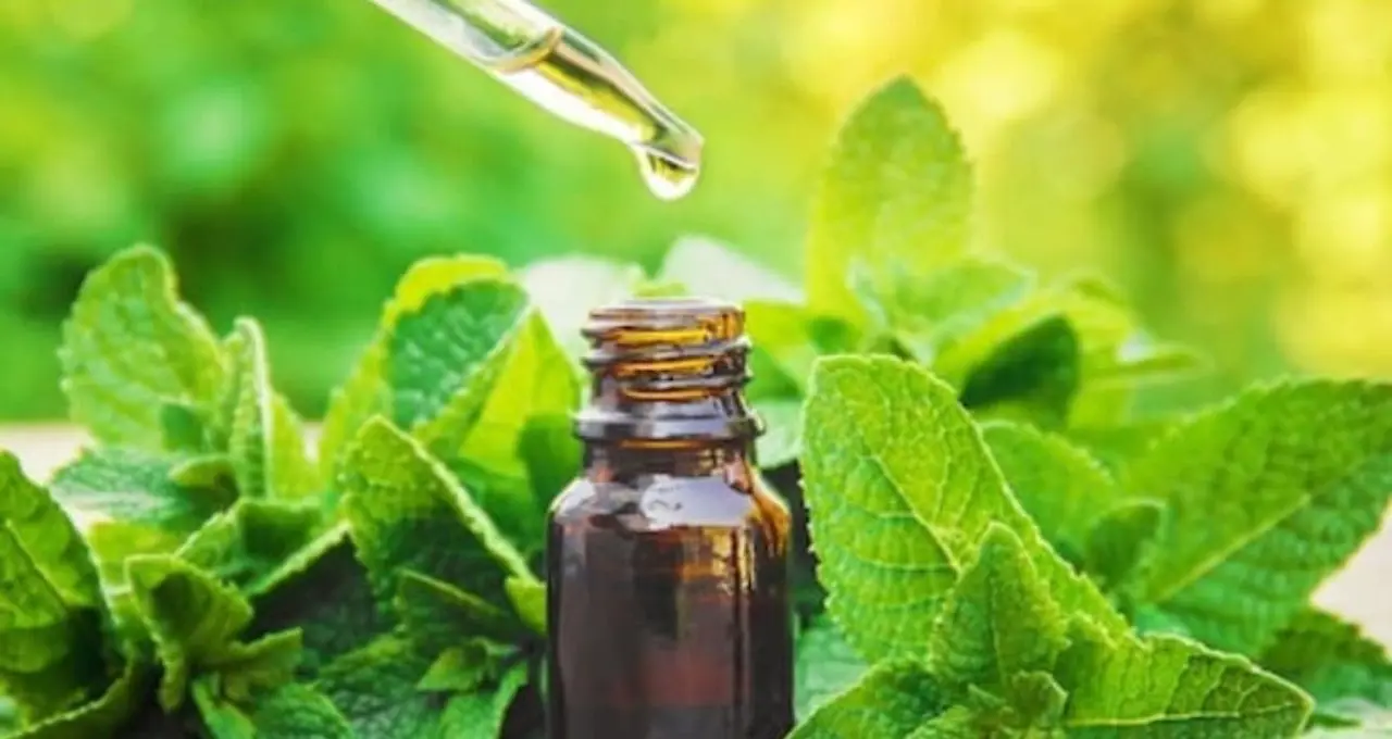 পুদিনা পাতার জাদু! দাঁতের যন্ত্রণা থেকে গাঁটের ব্যথা—ঘরোয়া উপায়েই মিলবে দ্রুত আরাম
