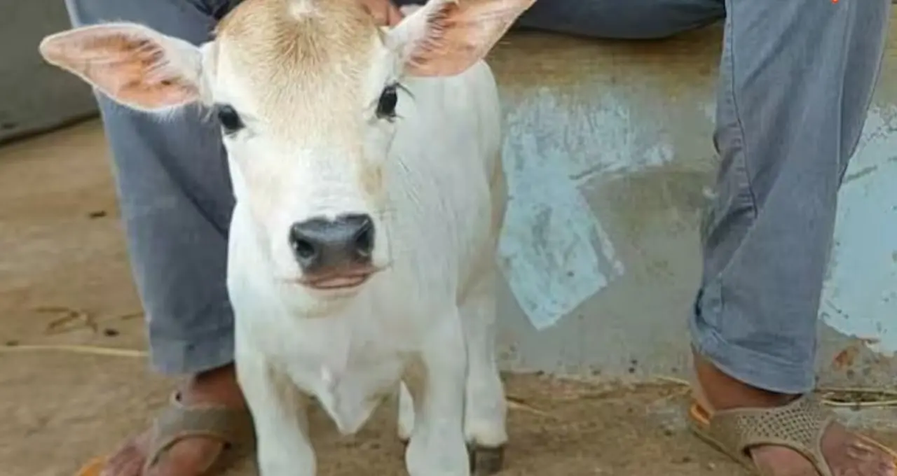 সোয়া ২ ফুট উচ্চতা, দুধ ১০০০ টাকা লিটার! Punganur cow পাললেই খুলবে কোটিপতির দরজা? জানুন বাস্তব হিসাব
