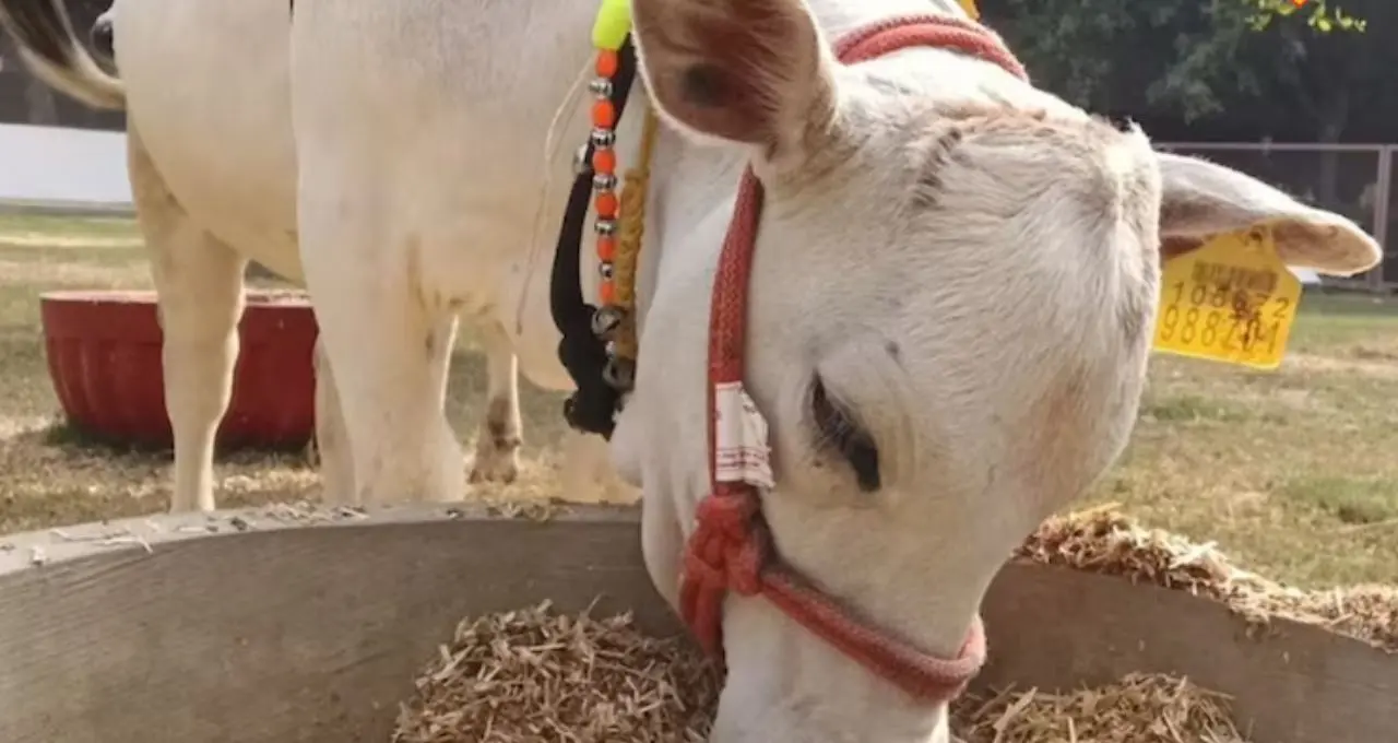 সোয়া ২ ফুট উচ্চতা, দুধ ১০০০ টাকা লিটার! Punganur cow পাললেই খুলবে কোটিপতির দরজা? জানুন বাস্তব হিসাব
