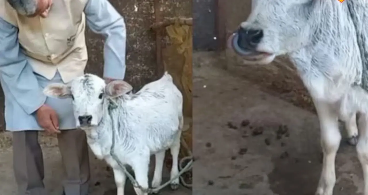 সোয়া ২ ফুট উচ্চতা, দুধ ১০০০ টাকা লিটার! Punganur cow পাললেই খুলবে কোটিপতির দরজা? জানুন বাস্তব হিসাব
