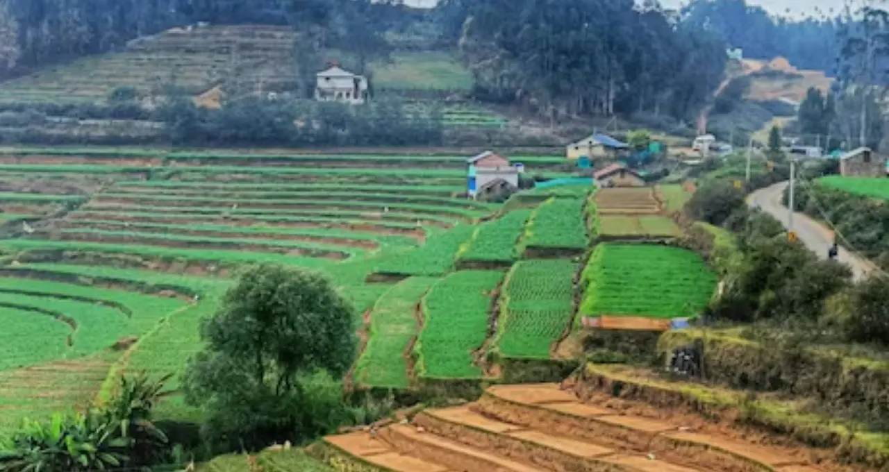 ভারতের ‘হলুদ শহর’ কোনটি জানেন? মশলার রাজ্যে এই শহরের আলাদা পরিচয়
