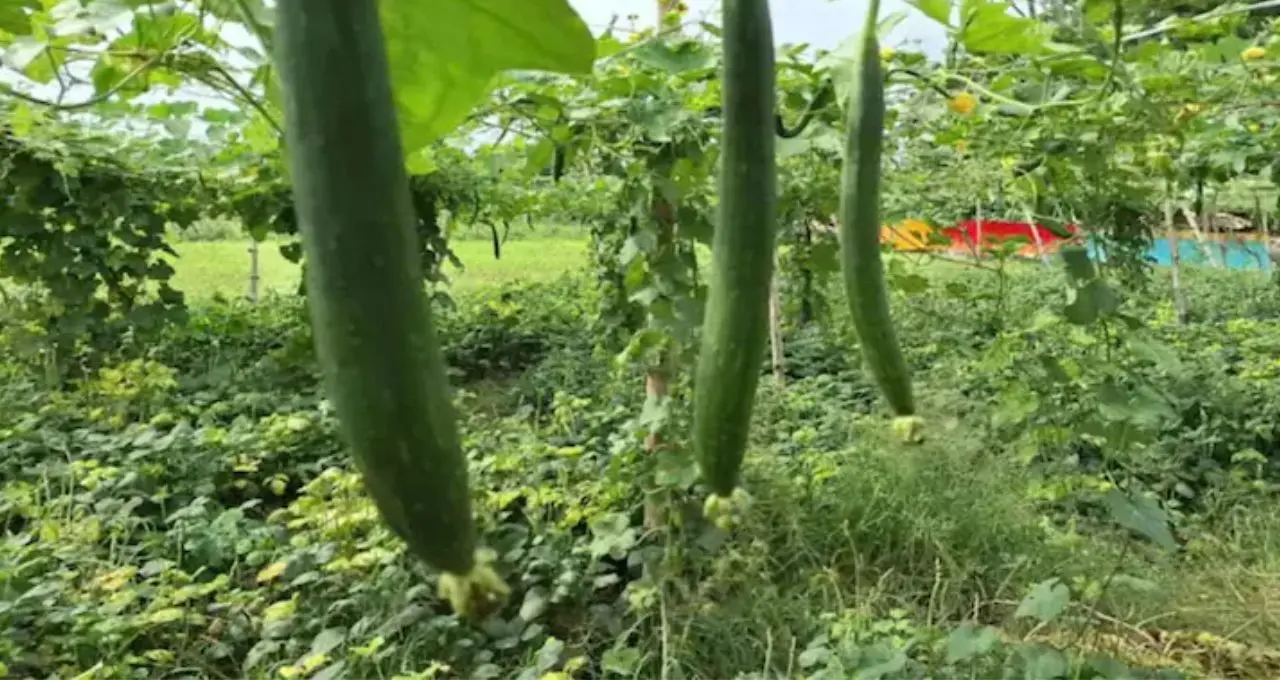 ঝিঙের একবাটি তরকারি, ডায়াবেটিস-ওজন দুই-ই কাবু! গরমে সুস্থ থাকার ‘সুপারফুড’ এই সাধারণ সবজি
