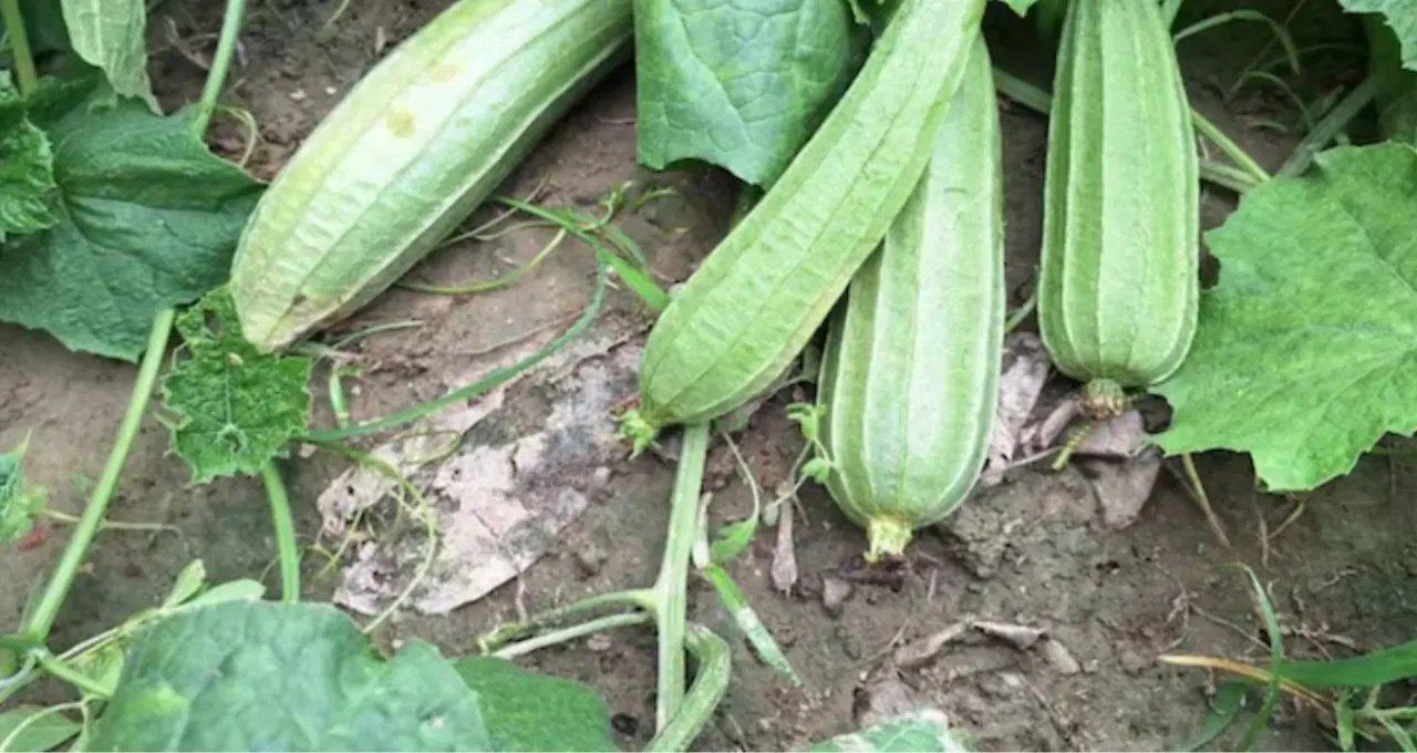ঝিঙের একবাটি তরকারি, ডায়াবেটিস-ওজন দুই-ই কাবু! গরমে সুস্থ থাকার ‘সুপারফুড’ এই সাধারণ সবজি
