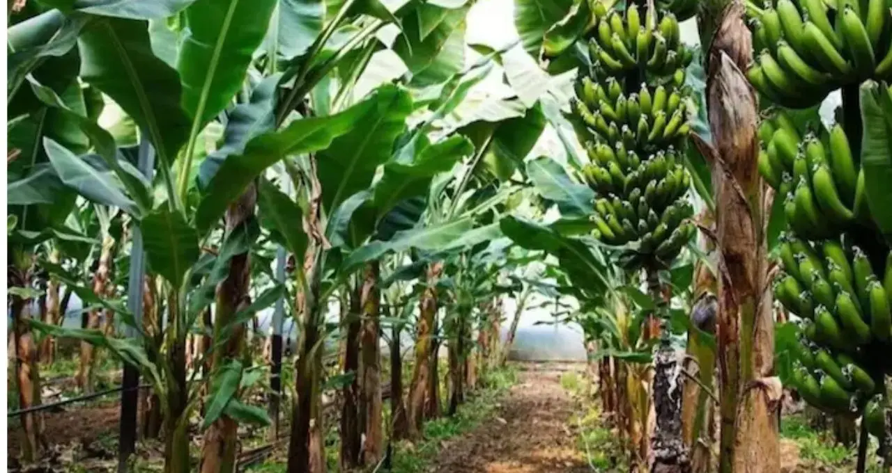 ৬০ হাজারে বিনিয়োগ, আয় ৩ লক্ষ! জৈব পদ্ধতিতে কলা চাষেই বদলাচ্ছে চাষিদের ভাগ্য, ‘সোনার খনি’ এই ফসল
