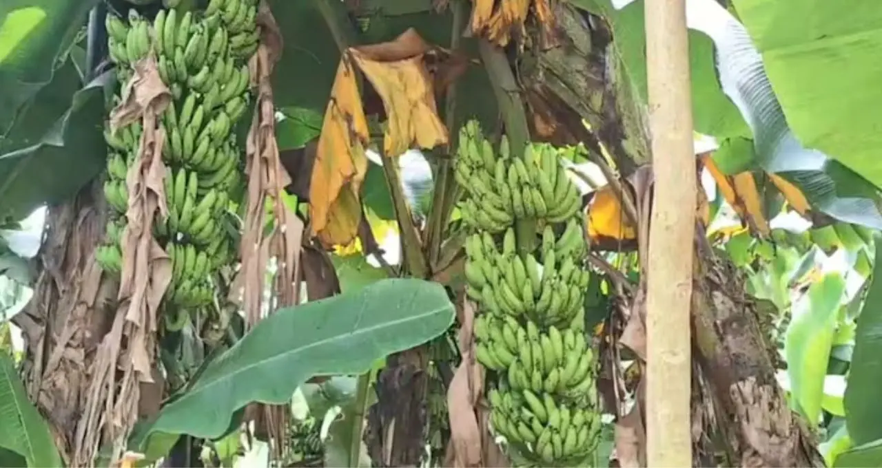 ৬০ হাজারে বিনিয়োগ, আয় ৩ লক্ষ! জৈব পদ্ধতিতে কলা চাষেই বদলাচ্ছে চাষিদের ভাগ্য, ‘সোনার খনি’ এই ফসল
