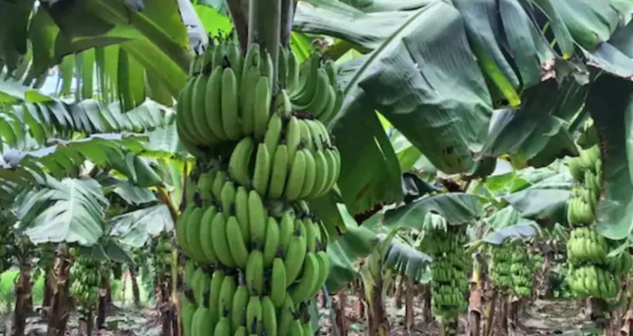 ৬০ হাজারে বিনিয়োগ, আয় ৩ লক্ষ! জৈব পদ্ধতিতে কলা চাষেই বদলাচ্ছে চাষিদের ভাগ্য, ‘সোনার খনি’ এই ফসল
