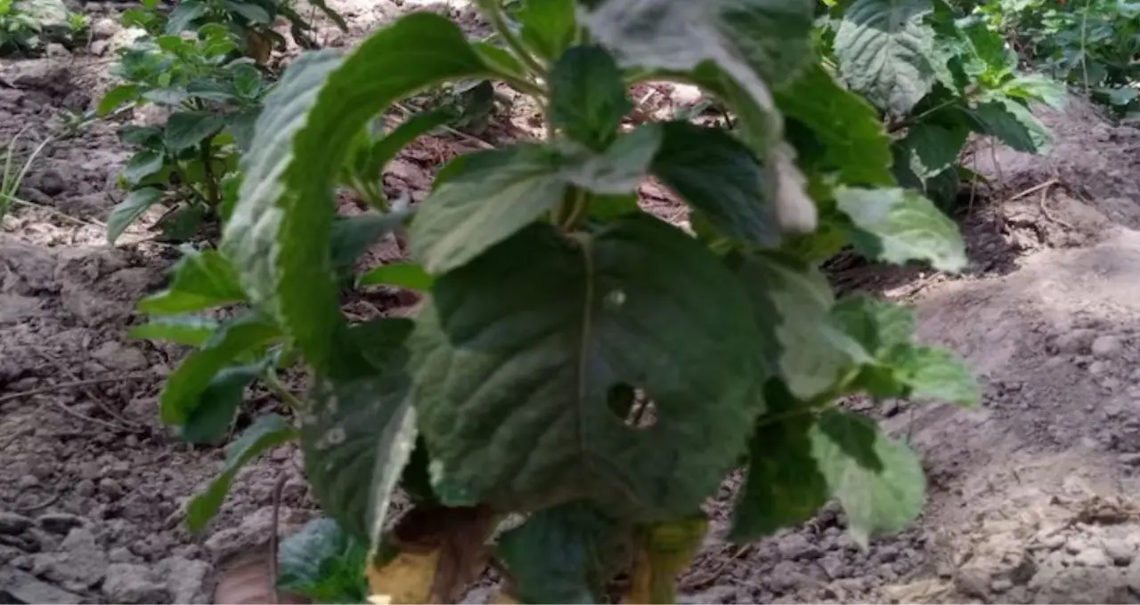 পুদিনা পাতার জাদু! দাঁত-পেটের যন্ত্রণা কমাতে অব্যর্থ, গরমে শরীর রাখে ঠান্ডা—জানুন এই সাধারণ পাতার অসাধারণ গুণ
