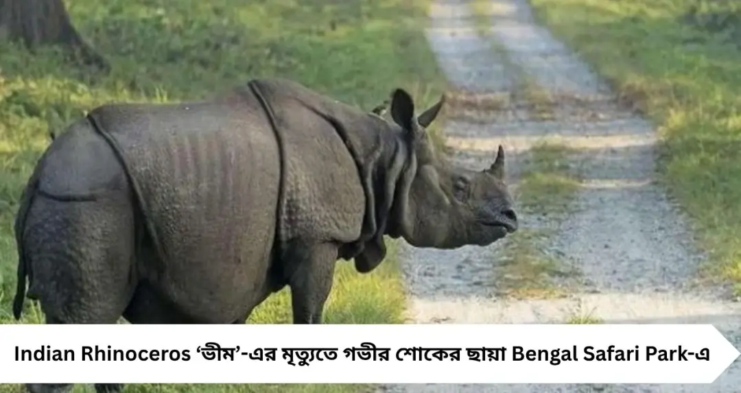 চিরবিদায় ‘ভীম’! বেঙ্গল সাফারি পার্কে নিভে গেল এক যুগের আলো, শূন্যতায় ভাসছে শিলিগুড়ি