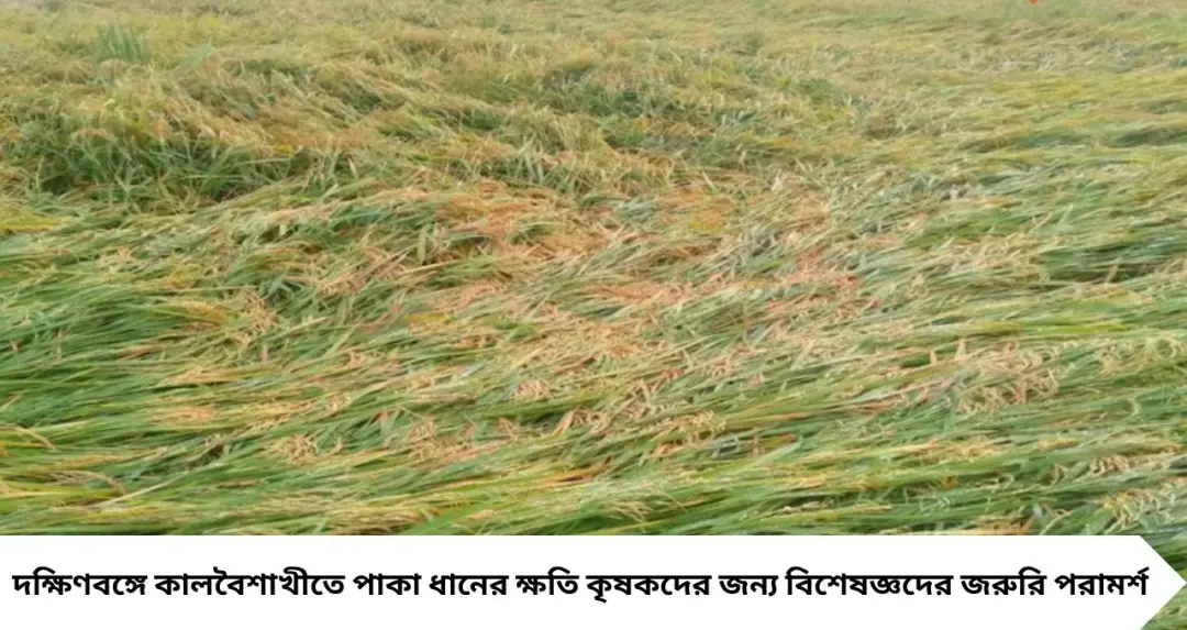 কালবৈশাখীতে পাকা ধানের সর্বনাশ! এখনই এই পদক্ষেপ না নিলে বড় ক্ষতি, কৃষকদের সতর্কবার্তা
