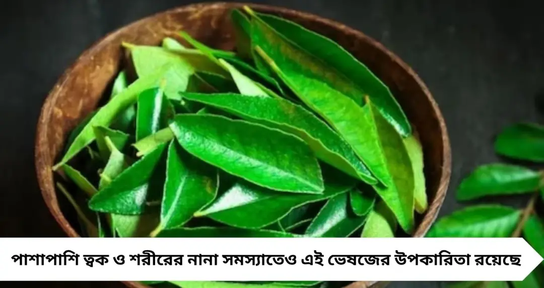 দামি হেয়ার কালার ছাড়াই সমাধান! কারি পাতার জাদুতে চুল পাকা কমবে, বাড়বে নতুন চুলের বৃদ্ধি
