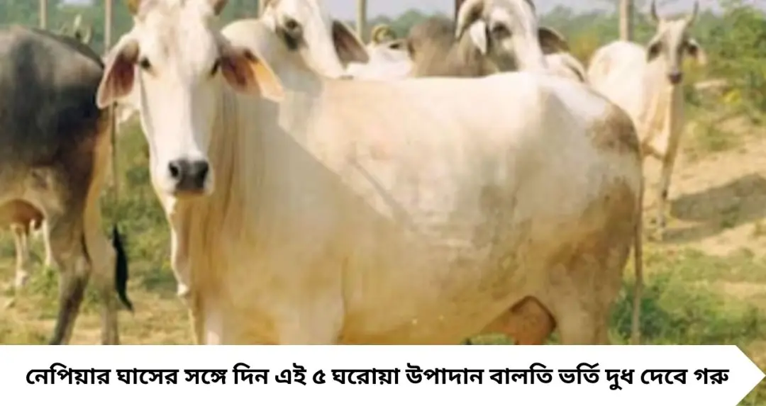 গরমে কমে যাচ্ছে গরুর দুধ? নেপিয়ার ঘাসের সঙ্গে মেশান এই ৫ ঘরোয়া উপাদান, বালতি ভর্তি দুধে বাড়বে ডেয়ারির লাভ