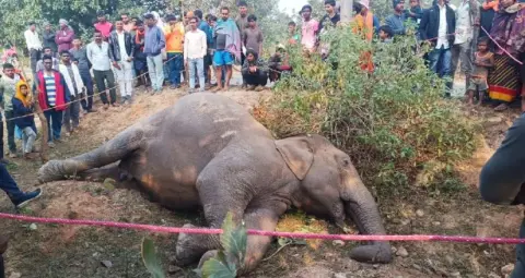 झारखंड के सरायकेला में करंट से जंगली हाथी की मौत: अवैध बालू खनन और वन्यजीव कॉरिडोर पर गंभीर सवाल