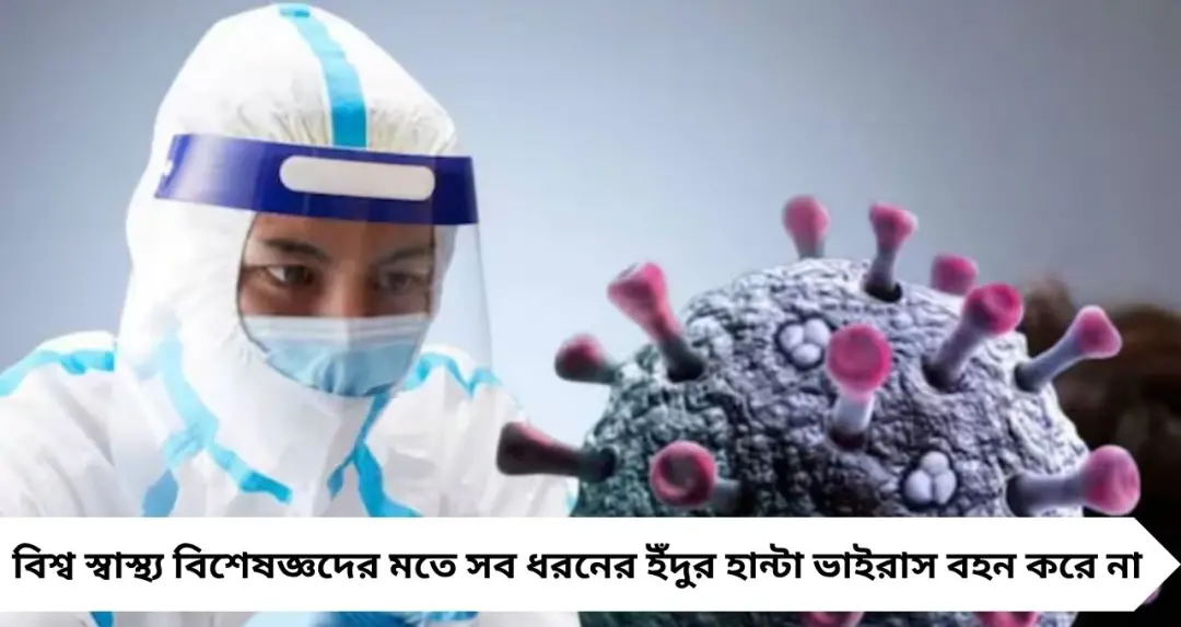 হান্টা ভাইরাস নিয়ে নতুন আতঙ্ক! বাড়ির ছোট ইঁদুর থেকেও কি ছড়াতে পারে প্রাণঘাতী সংক্রমণ? জানালেন বিশেষজ্ঞরা
