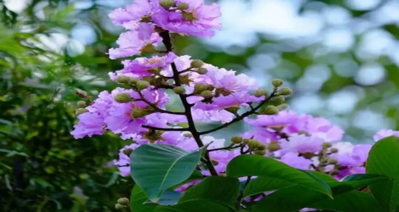 ডায়াবেটিস নিয়ন্ত্রণে ভরসা হতে পারে বাংলার এই ২ গাছ! নিয়ম মেনে ব্যবহারেই কমতে পারে ব্লাড সুগার
