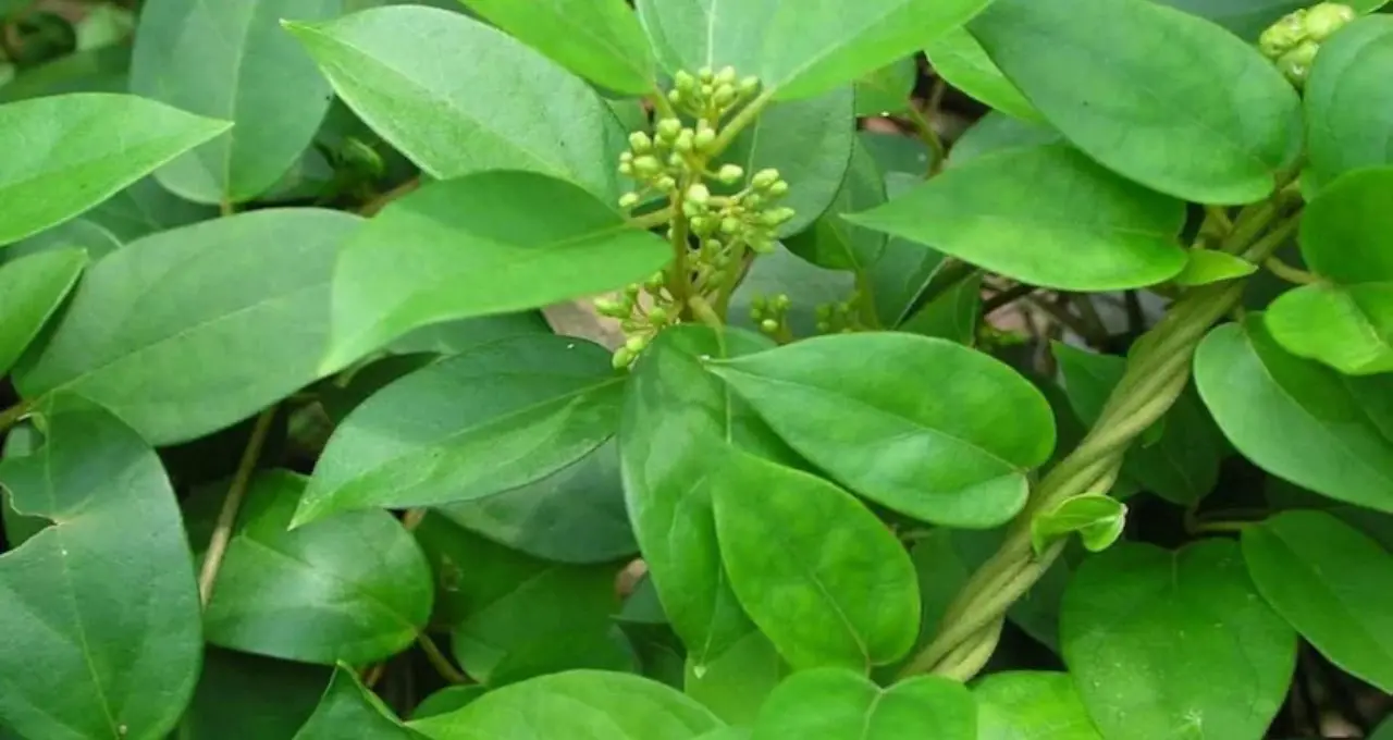 ডায়াবেটিস নিয়ন্ত্রণে ভরসা হতে পারে বাংলার এই ২ গাছ! নিয়ম মেনে ব্যবহারেই কমতে পারে ব্লাড সুগার
